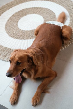 Téléchargez les photos : Une chienne golden retriever est allongée sur le sol portant une couche de chien. Produits d'hygiène pour chiens qui peuvent être achetés dans un animalerie. Stérilisation des chiens femelles. La période de l'oestrus chez le chien. - en image libre de droit