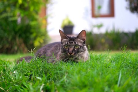 Foto de Un gato encantador con ojos verdes y piel esponjosa tricolor yace en la hierba y mira cuidadosamente a la cámara. Gato doméstico camina en el patio, cuidando mascotas. Hermoso y esponjoso gato. - Imagen libre de derechos