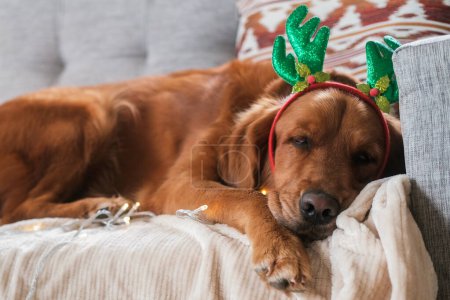 Téléchargez les photos : Gros plan d'un chien Golden Retriever portant un costume de Noël et des bois de renne, dormant sur un canapé entouré de lumières de Noël. Mascotte de chien Noël. - en image libre de droit