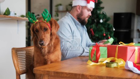 Photo for A Christmas dog of the Golden Retriever breed sits on a chair, in the background a man in a Santa Claus hat packs gifts for the New Year and Christmas. Cozy atmosphere preparing for the holiday. - Royalty Free Image