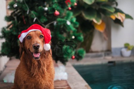 Foto de Primer plano de un perro recuperador de oro mojado en un sombrero de Santa sentado junto a una piscina en el fondo de un árbol de Navidad. Gracioso perro de Navidad. Año Nuevo en el verano en los trópicos. Natividad. - Imagen libre de derechos
