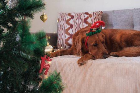 Foto de En primer plano hay un árbol de Navidad con decoraciones, contra el cual un perro recuperador de oro yace en el sofá en un sombrero de Santa Claus. Perro de Navidad con sombrero de Papá Noel. El perro está cansado.. - Imagen libre de derechos