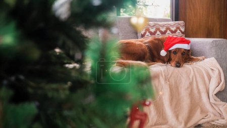 Téléchargez les photos : Un chien Golden Retriever portant un chapeau de Père Noël, couché sur le canapé et regardant la caméra. Fêter Noël avec un chien. Nouvel An avec un chien. - en image libre de droit