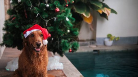 Foto de Perro de Navidad, golden retriever en un sombrero de Santa sentado junto a la piscina sobre el fondo de un árbol de Navidad. Celebrando la Navidad en la piscina en un clima tropical. Banner de Navidad con perro. - Imagen libre de derechos