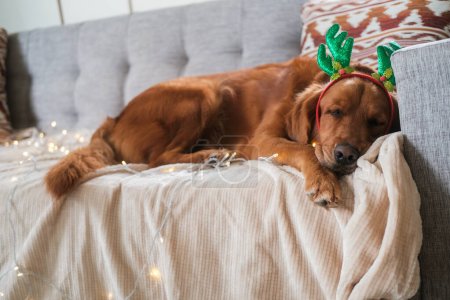 Foto de Mediana toma de un perro de la raza golden retriever en un traje de Navidad y con cuernos de reno duerme en el sofá en las luces de Navidad. Tarjeta de Navidad con un perro. - Imagen libre de derechos