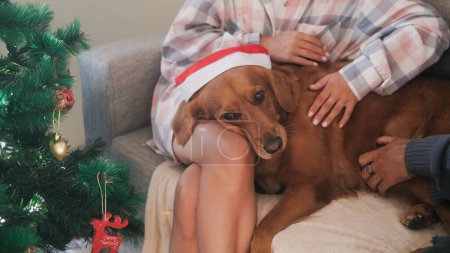 Photo for A dog in a Santa hat lies on a young woman lap next to the Christmas tree. Celebrating New Year and Christmas in a cozy family atmosphere. Preparing for the holidays with family. - Royalty Free Image