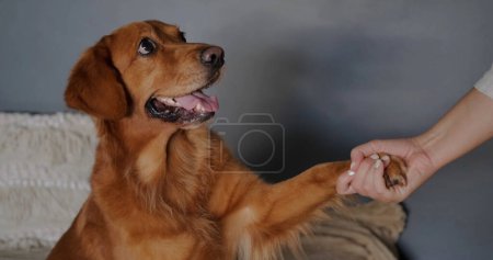 Téléchargez les photos : Un chien Golden Retriever donne une patte à sa jeune propriétaire. Un dresseur de chien enseigne les commandes d'un chien. Le chien donne un cinq élevé. - en image libre de droit