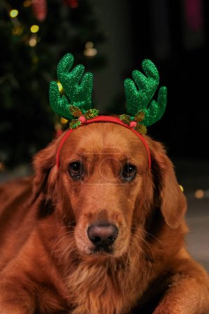 Téléchargez les photos : Portrait rapproché d'un chien de la race Golden Retriever portant des bois de cerf, ami du Père Noël. Des lumières brûlent sur le sapin de Noël sur un fond sombre. La magie de la nuit de Noël. - en image libre de droit