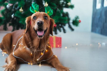 Photo for Portrait of a dog of the Golden Retriever breed against the background of a Christmas tree. A dog in a head hair holder with deer antlers and a glowing garland on his neck. New Years dog in a costume - Royalty Free Image