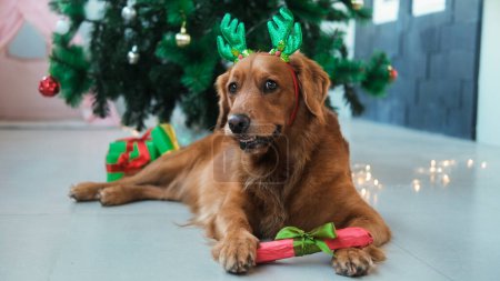 Foto de Un golden retriever con una cara graciosa sostiene un hueso en sus patas en una caja de regalo sobre el fondo de un árbol de Navidad. Un regalo de Año Nuevo para un perro, un regalo. Embalaje Navidad. - Imagen libre de derechos