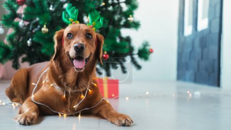 Foto de El retrato de un perro del Golden Retriever se reproduce sobre el fondo de un árbol de Navidad. Un perro en un peluquero con cuernos de ciervo y una guirnalda brillante en el cuello. Año Nuevo perro en un disfraz - Imagen libre de derechos