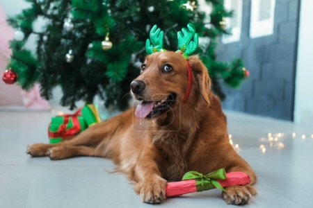 Foto de Un perro de la raza Golden Retriever con cuernos de ciervo yace bajo el árbol de Navidad y tiene un regalo en sus patas. Un hueso como regalo para un perro para Año Nuevo. Regalo para un hueso de perro en un paquete con un lazo. - Imagen libre de derechos