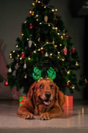 Foto de Un perro de la raza Golden Retriever yace sobre un fondo oscuro en la noche de Navidad. Las luces se queman en el árbol de Navidad con decoraciones. La magia de Año Nuevo. - Imagen libre de derechos