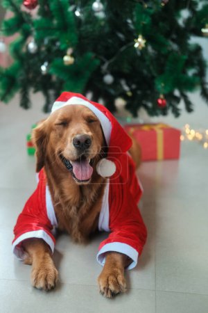 Photo for A golden retriever dog in a Santa Claus suit and hat lies under the Christmas tree and smiles. New Years dog mascot for a pet store. A dog at Christmas against the background of garlands. - Royalty Free Image