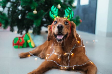 Photo for A Christmas dog of the Golden Retriever breed with a garland wrapped around him and a hat with deer antlers on his head lies against the background of a Christmas tree. - Royalty Free Image
