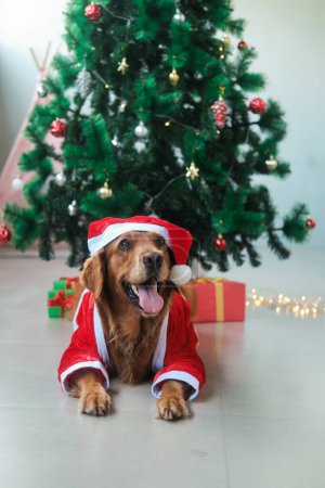 Photo for A vertical photo of a dog of the Golden Retriever breed, which lies against the background of a Christmas tree in a New Years Santa Claus costume. Christmas dog wearing Santa hat smiling. - Royalty Free Image