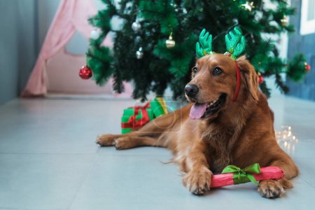 Photo for A bone as a New Year and Christmas gift for your beloved dog. A dog of the Golden Retriever breed lies near the Christmas tree and holds in his paws a gift that was given to her. Pet shop banner. - Royalty Free Image