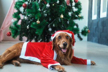 Téléchargez les photos : Un chien de la race Golden Retriever se trouve dans un costume du Nouvel An et un chapeau de Santas sur le fond d'un arbre de Noël avec des décorations et des cadeaux. Chien de Nouvel An pour une animalerie. - en image libre de droit