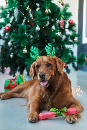 Foto de Un hueso como regalo de Año Nuevo y Navidad para tu amado perro. Un perro de la raza Golden Retriever yace cerca del árbol de Navidad y sostiene en sus patas un regalo que le fue dado. Banner de tienda de mascotas. - Imagen libre de derechos