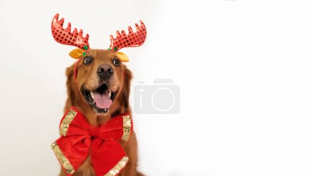 Foto de Banner con un perro de Navidad con astas de ciervo y un lazo en el cuello sobre un fondo blanco, espacio libre para el texto. Regalo para Año Nuevo y Perro de Navidad con lazo rojo. Mascotas tienda mascota. - Imagen libre de derechos