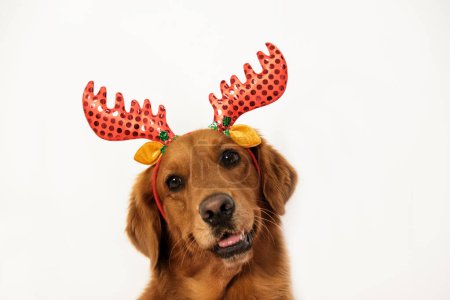 Foto de El hocico sorprendido de un perro golden retriever en un disfraz de Navidad con cuernos de ciervo sobre un fondo blanco mira a la cámara con la cabeza inclinada. - Imagen libre de derechos