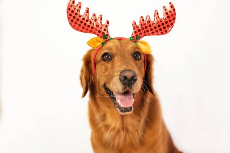 Photo for A Christmas card with the face of a Golden Retriever dog with deer antlers. The dog looks at the camera with its mouth open. New Year banner on a white background. Pet shop mascot. - Royalty Free Image