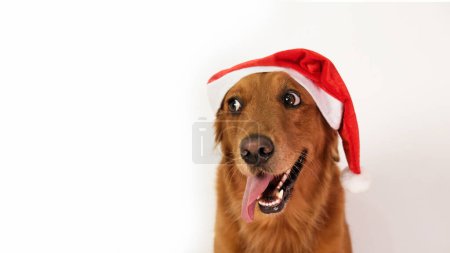 Téléchargez les photos : Bannière avec un chien récupérateur d'or portant un chapeau de Père Noël et sortant sa langue sur un fond blanc. Espace libre pour le texte, le chien regarde sur le côté. Chien de Noël habillé en Père Noël. - en image libre de droit