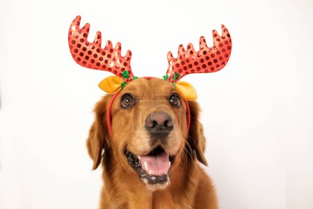 Foto de Un perro de la raza Golden Retriever en un traje de ciervo de Navidad sobre un fondo blanco mira hacia arriba con la boca abierta. Traje de perro para banner de Año Nuevo. - Imagen libre de derechos