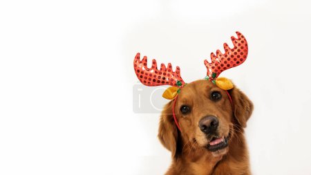 Photo for A banner with free space for text on which the surprised muzzle of a golden retriever in a Christmas costume with reindeer antlers on a white background looks at the camera, tilting its head. - Royalty Free Image