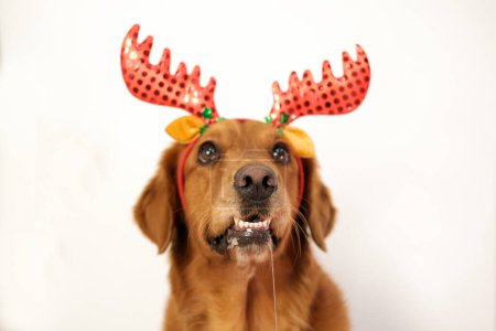 Foto de Retrato de un divertido perro perdiguero dorado babeando en un disfraz de Navidad con una diadema de cuernos de ciervo. El perro se congeló en previsión de una golosina. Tarjeta de Año Nuevo. - Imagen libre de derechos