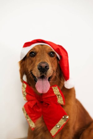Téléchargez les photos : Golden retriever avec un arc rouge et portant un chapeau de Père Noël sur un fond blanc. Le chien de Noël sort sa langue et sourit en regardant la caméra. Cadeau du Nouvel An. - en image libre de droit