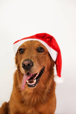Téléchargez les photos : Un chien de la race Golden Retriever est assis sur un fond blanc portant un chapeau du Père Noël avec sa langue suspendue. Chien de Noël drôle en costume de Père Noël. - en image libre de droit