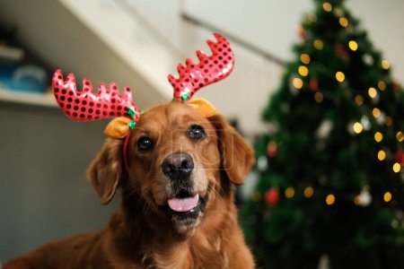 Foto de Retrato de un perro de la raza Golden Retriever, que se encuentra con una diadema con astas de ciervo sobre el fondo de un árbol de Navidad con regalos y decoraciones. Tarjeta de Año Nuevo para una tienda de mascotas. - Imagen libre de derechos