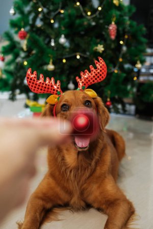 Foto de Un perro del Golden Retriever se cría en un traje con cuernos de ciervo y una bola roja en lugar de una nariz. Un perro gracioso yace sobre el fondo de un árbol de Navidad decorado con guirnaldas. Tarjeta de Año Nuevo. - Imagen libre de derechos