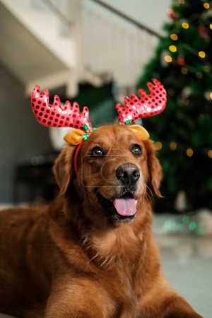 Photo for Portrait of a dog of the Golden Retriever breed, which lies with a headband with deer antlers against the background of a Christmas tree with gifts and decorations. New Years card for a pet store. - Royalty Free Image