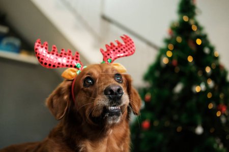 Foto de Cara divertida de un perro de Navidad de la raza Golden Retriever en un sombrero rojo con cuernos de ciervo en el fondo de un árbol de Navidad con decoraciones y guirnaldas. - Imagen libre de derechos