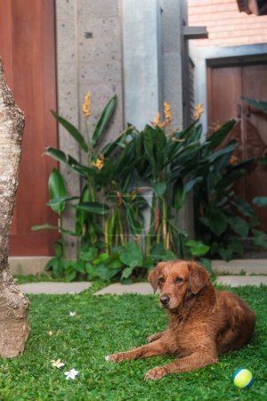 Téléchargez les photos : Un chien doré avec les oreilles levées se trouve sur une pelouse verte dans la cour arrière et joue avec une balle de tennis. Concept d'animalerie et jouets pour chiens. - en image libre de droit