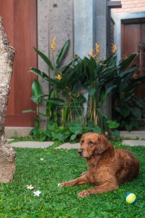 Foto de Un perro Golden Retriever se encuentra en el césped verde en el patio trasero, con una pelota de tenis a su lado. Juguetes para perros, tienda de mascotas. Diversión de verano y juegos con mascotas. - Imagen libre de derechos