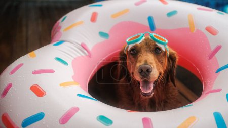 Ein Banner mit dem Gesicht eines Golden Retriever-Hundes, der in einem Donut-förmigen aufblasbaren Ring liegt, und einer Schwimmbrille neben dem Pool. Urlaubskonzept mit Hund.