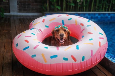 Foto de Retrato de un perro Golden Retriever acostado en un anillo inflable en forma de dona junto a una piscina. El perro lleva gafas de natación en la cabeza. Concepto de vacaciones con mascota. - Imagen libre de derechos