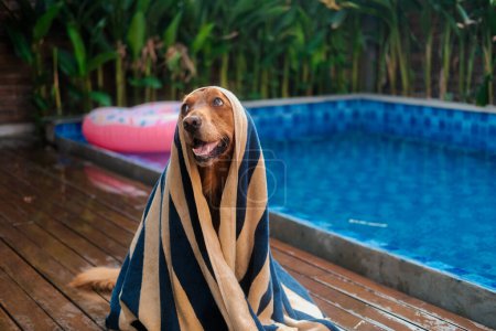 Photo for Banner with a dog of the Golden Retriever breed, which sits against the background of a swimming pool, wrapped in a towel. A wet dog wipes himself after swimming in the pool. - Royalty Free Image