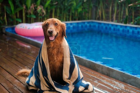 Téléchargez les photos : Bannière avec un chien de la race Golden Retriever, qui se trouve sur le fond d'une piscine, enveloppé dans une serviette. Un chien mouillé s'essuie après avoir nagé dans la piscine. - en image libre de droit