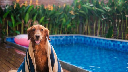 Foto de Un golden retriever mojado se envuelve en una toalla y se sienta contra el telón de fondo de una piscina en el jardín. Concepto de cuidado de mascotas. Mascota para una tienda de mascotas. Anuncio de champú para perros. - Imagen libre de derechos