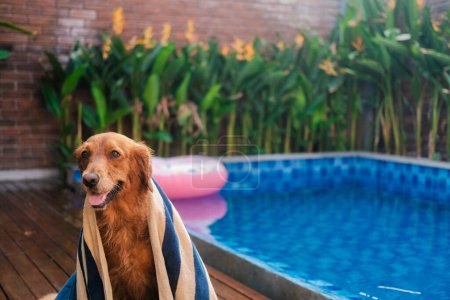 Foto de Retrato de un golden retriever envuelto en una toalla y sentado sobre el telón de fondo de una piscina y una boya salvavidas. Secar un perro mojado después de nadar. Cuidado del cabello de mascotas. - Imagen libre de derechos