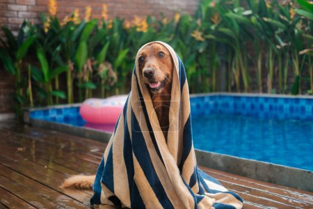 Foto de Banner con un perro de la raza Golden Retriever, que se sienta sobre el fondo de una piscina, envuelto en una toalla. Un perro mojado se limpia después de nadar en la piscina. - Imagen libre de derechos