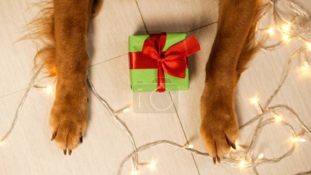 Téléchargez les photos : Vue de dessus des pattes d'un golden retriever, à côté duquel se trouve un cadeau de Noël enveloppé dans du papier vert sur un fond de guirlandes. Fond de Noël pour une animalerie. - en image libre de droit
