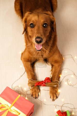 Foto de Un perro de la raza Golden Retriever mira a la cámara y sostiene un regalo de Navidad en sus patas, un hueso con un lazo rojo sobre un fondo de guirnaldas. Nuevos años deliciosos regalos para perros, tienda de mascotas. - Imagen libre de derechos
