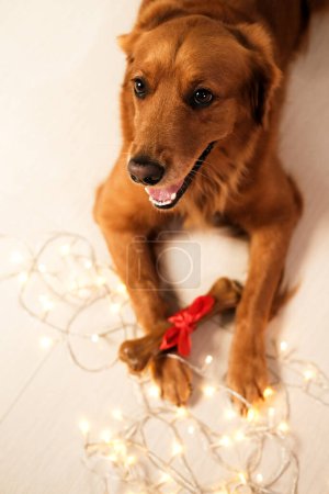 Foto de Vista superior de un perro de la raza Golden Retriever contra el fondo de una guirnalda, que sostiene un hueso con un lazo rojo en sus patas. Regalo de Navidad para un perro. Año Nuevo con tu mascota favorita. - Imagen libre de derechos