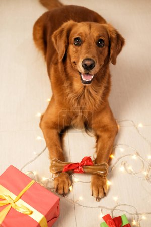 Téléchargez les photos : Un chien du Golden Retriever se reproduit sur fond de guirlande et de cadeaux de Noël, qui tient un os avec un arc rouge dans les pattes. Cadeau de Noël pour chien. Nouvel An avec votre animal préféré - en image libre de droit
