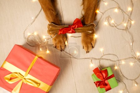 Foto de Vista superior de las patas de un perro acostado sobre un fondo de guirnaldas de Navidad y regalos. En las patas de los perros hay un hueso con un lazo rojo. Deliciosos regalos de Año Nuevo para perros. Tienda de mascotas Fondo de Navidad. - Imagen libre de derechos